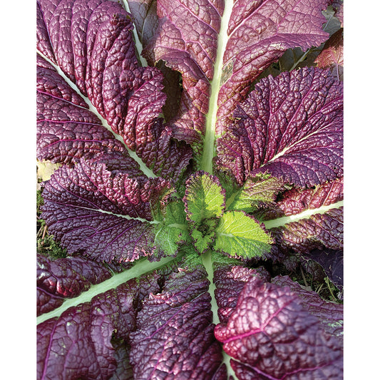 Red Giant Mustard Greens Seeds