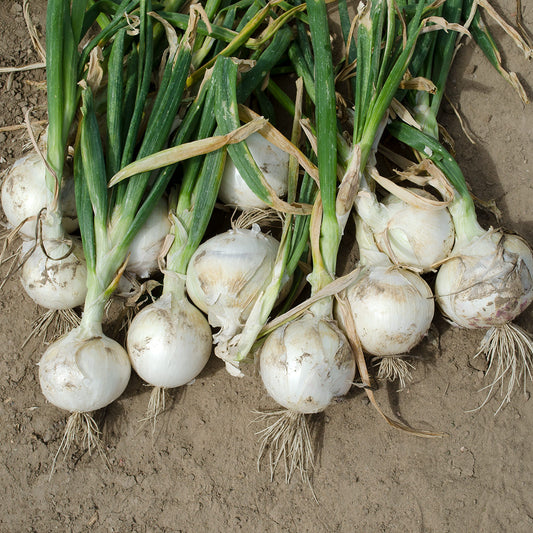 Diamond Swan F1 Hybrid Onion Seeds