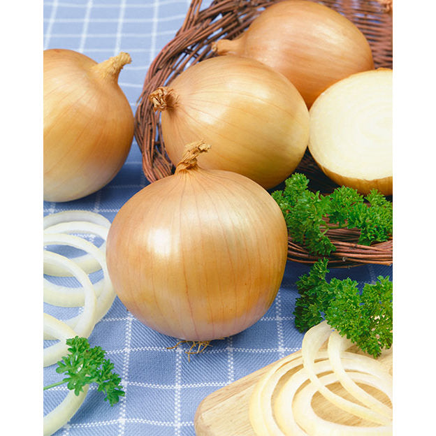 Yellow Granex PRR F1 Hybrid Onion Seeds