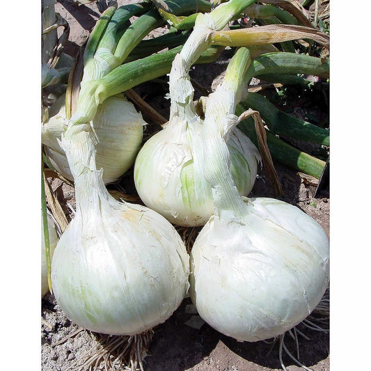 White Phantom F1 Hybrid Onion Seeds