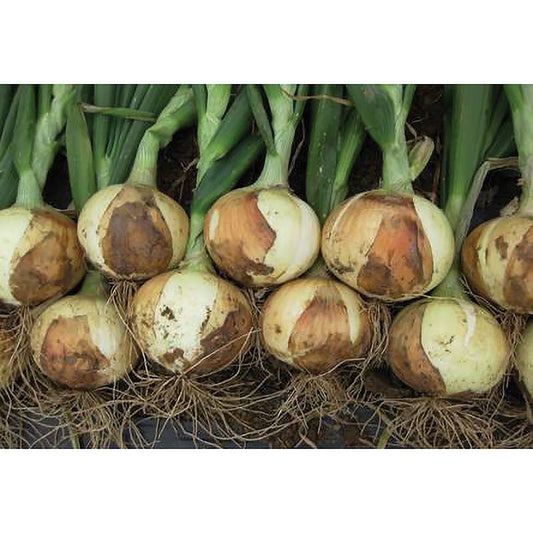 Early Sweet F1 Hybrid Onion Seeds