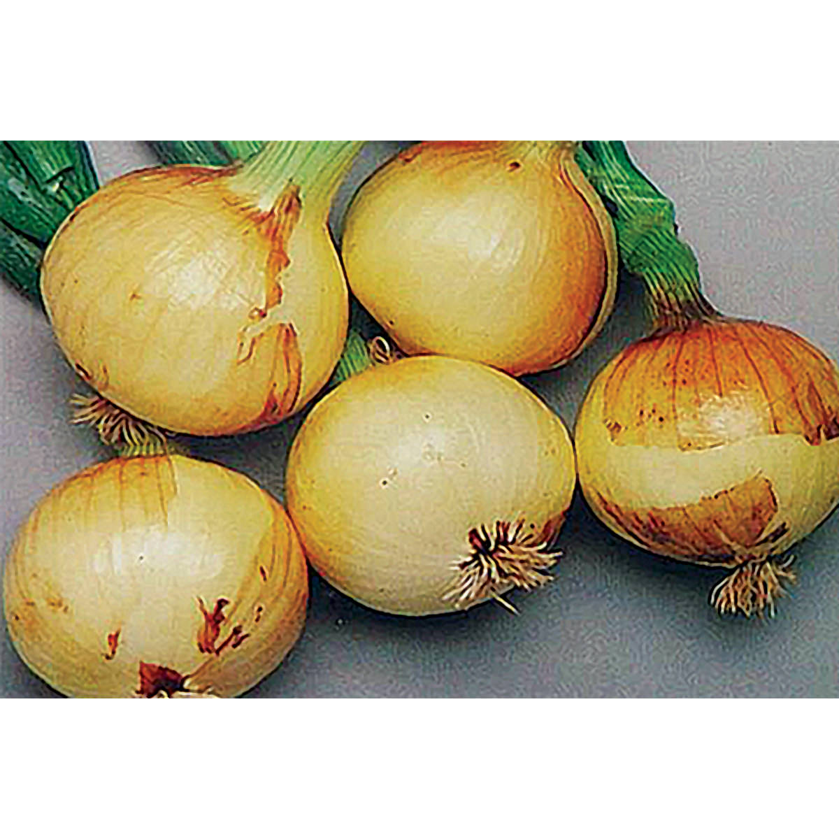 DP Sweet F1 Hybrid Onion Seeds