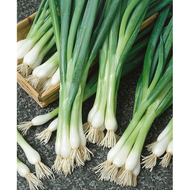 White Lisbon Onion Seeds