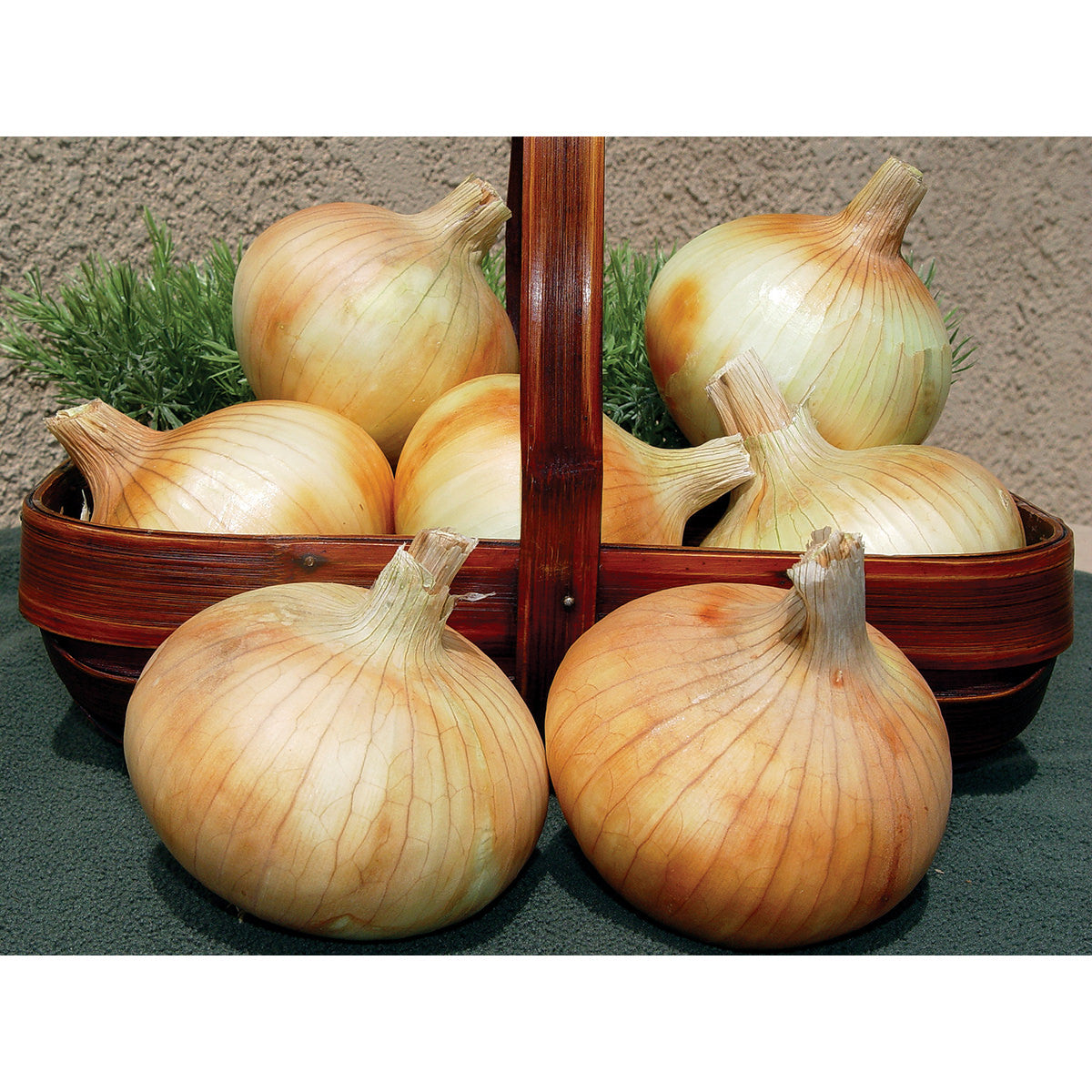 Pumba F1 Hybrid Onion Seeds