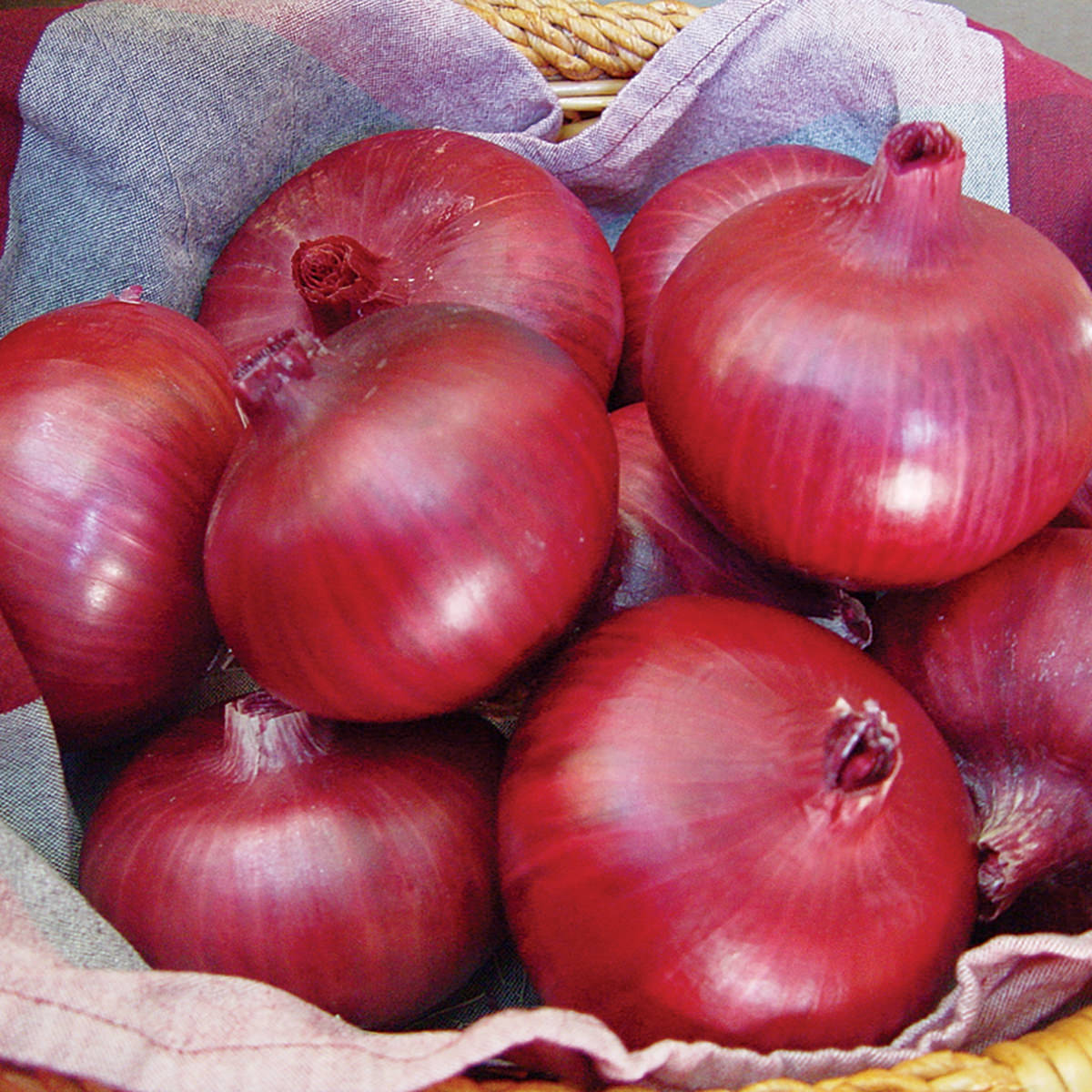 Chianti F1 Hybrid Onion Seeds