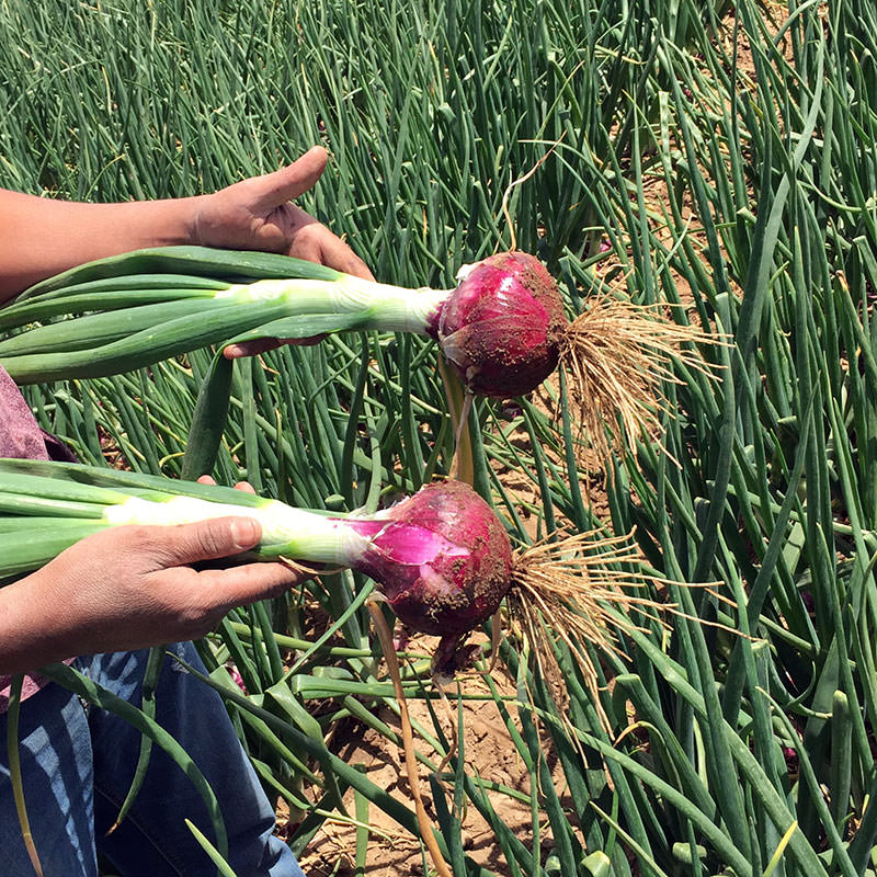 Chianti F1 Hybrid Onion Seeds