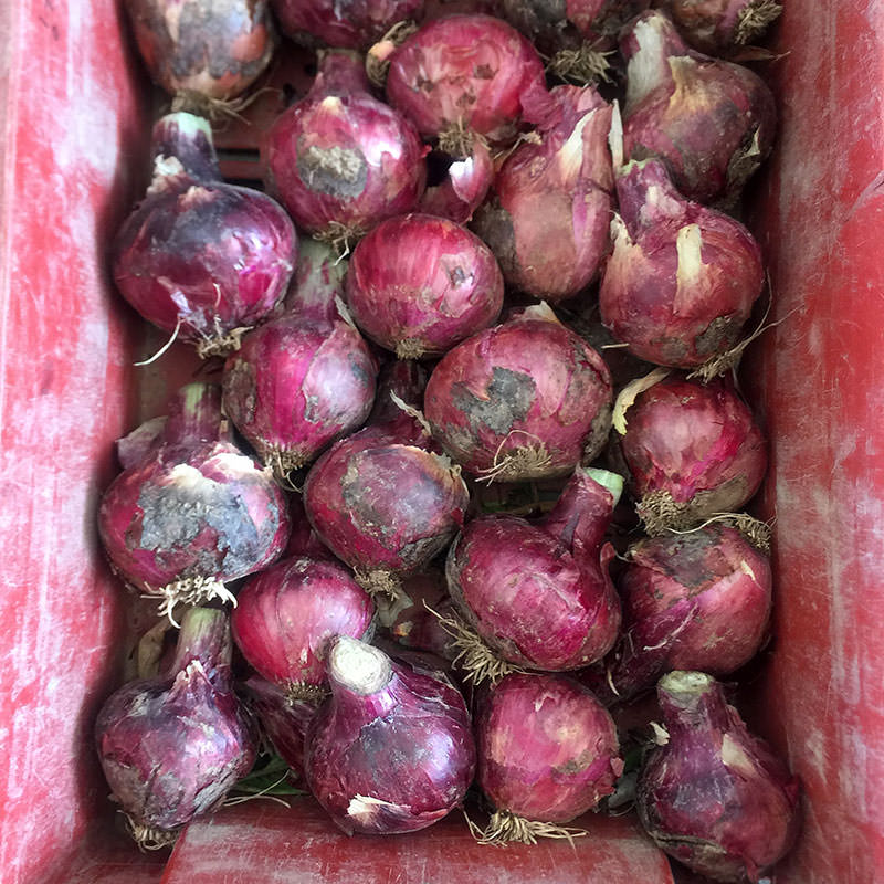Chianti F1 Hybrid Onion Seeds