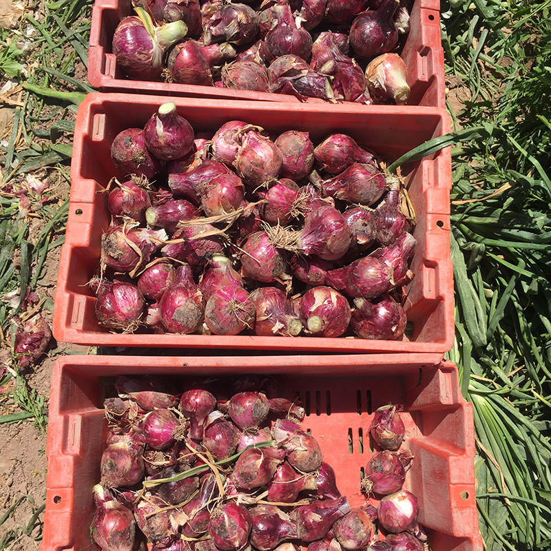 Chianti F1 Hybrid Onion Seeds