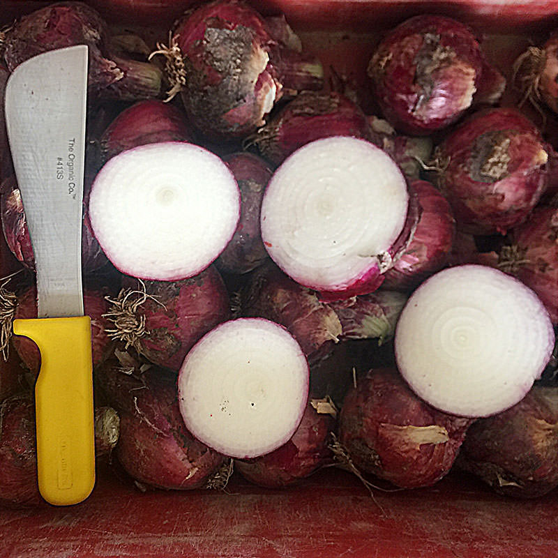 Chianti F1 Hybrid Onion Seeds