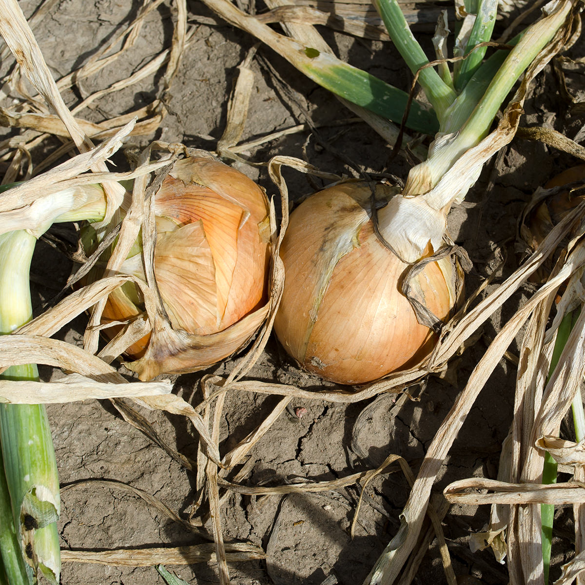 Saffron F1 Hybrid Onion Seeds