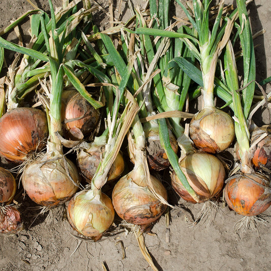 Saffron F1 Hybrid Onion Seeds