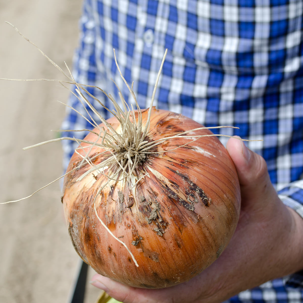 Saffron F1 Hybrid Onion Seeds