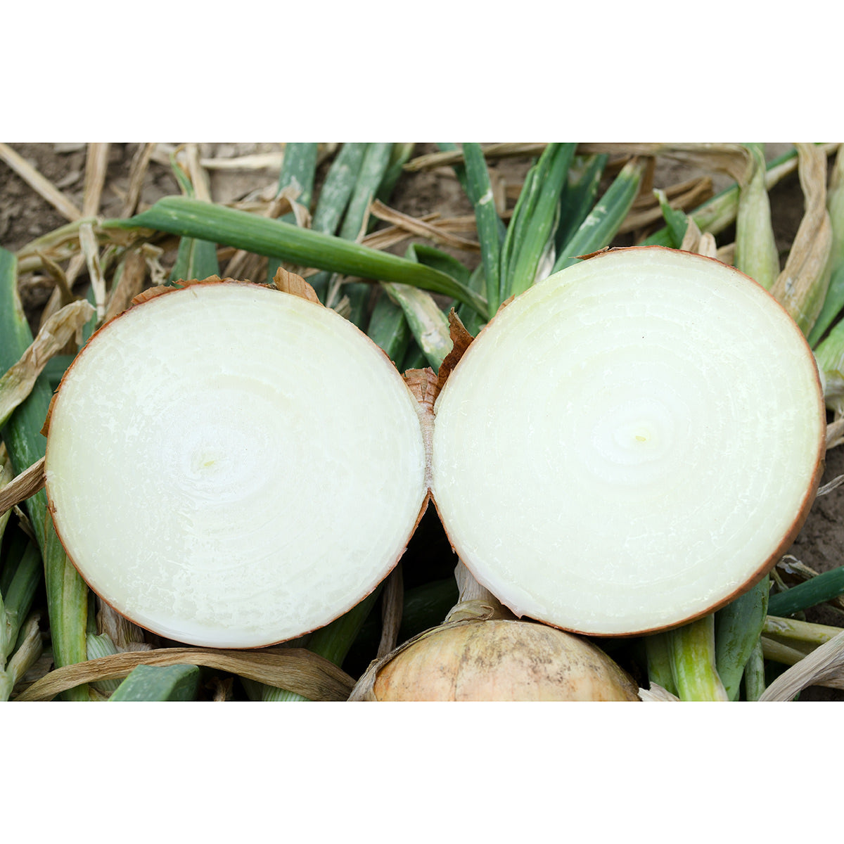 Saffron F1 Hybrid Onion Seeds