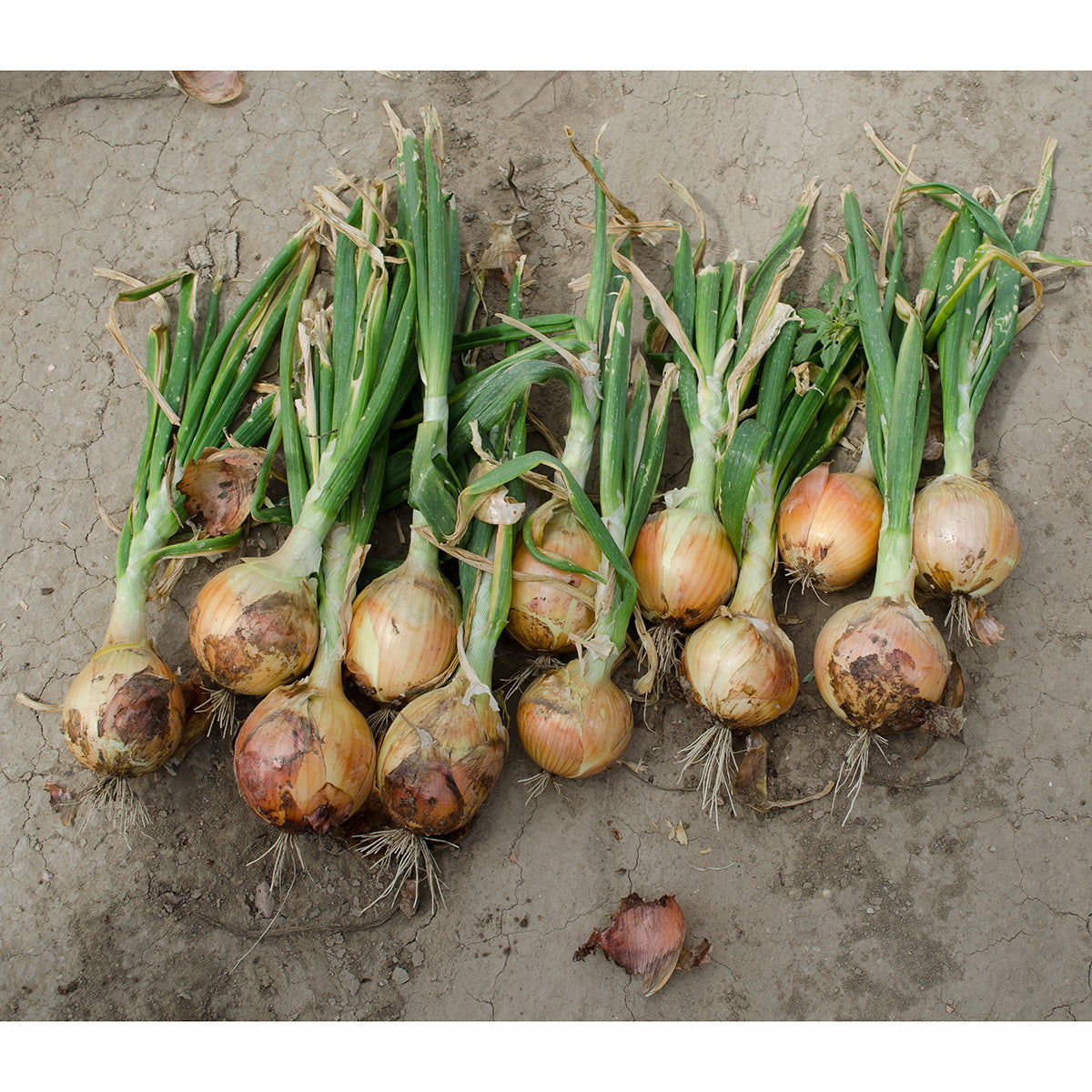 Saffron F1 Hybrid Onion Seeds