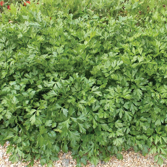 Italian Dark Green Parsley Seeds