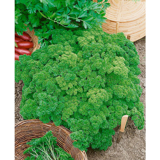 Moss Curled Parsley Seeds