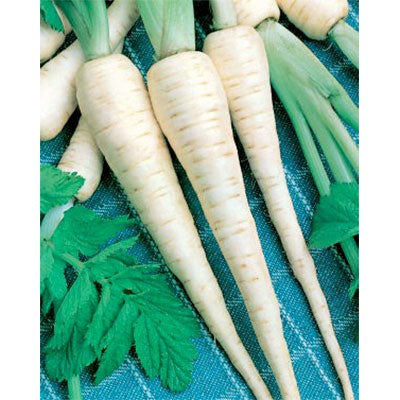 All American Parsnip Seeds