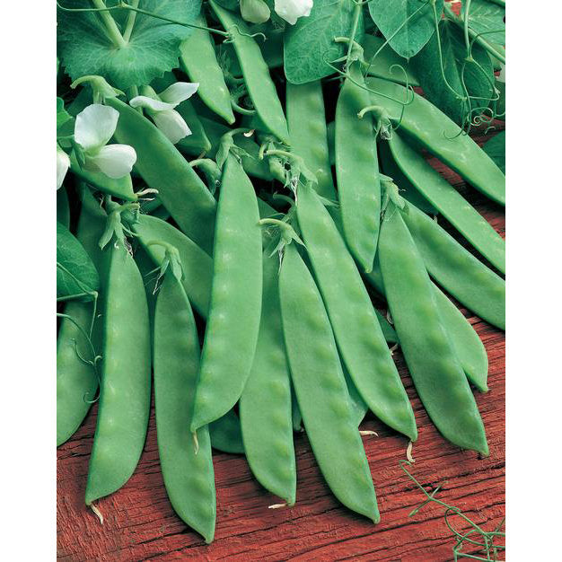 Certified Organic Oregon Sugar Pod II Snow Pea Seeds