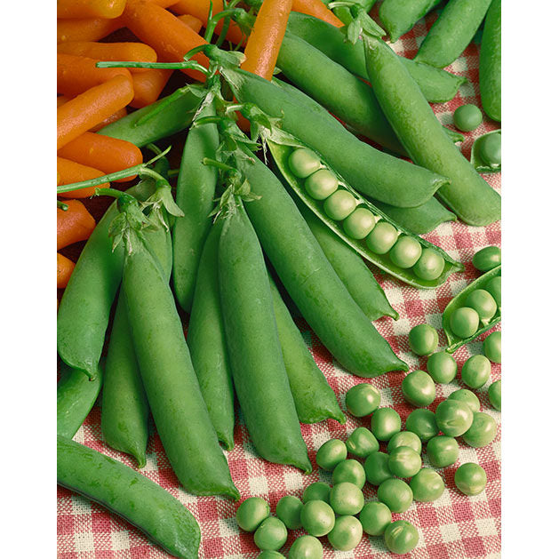 Laxton’s Progress #9 Shelling Pea Seeds