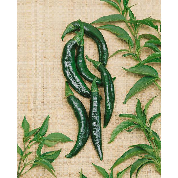 Pasilla Bajio Pepper Seeds