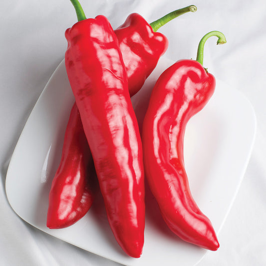 Dolce Rojo F1 Hybrid Sweet (Non Bell) Type Pepper Seeds