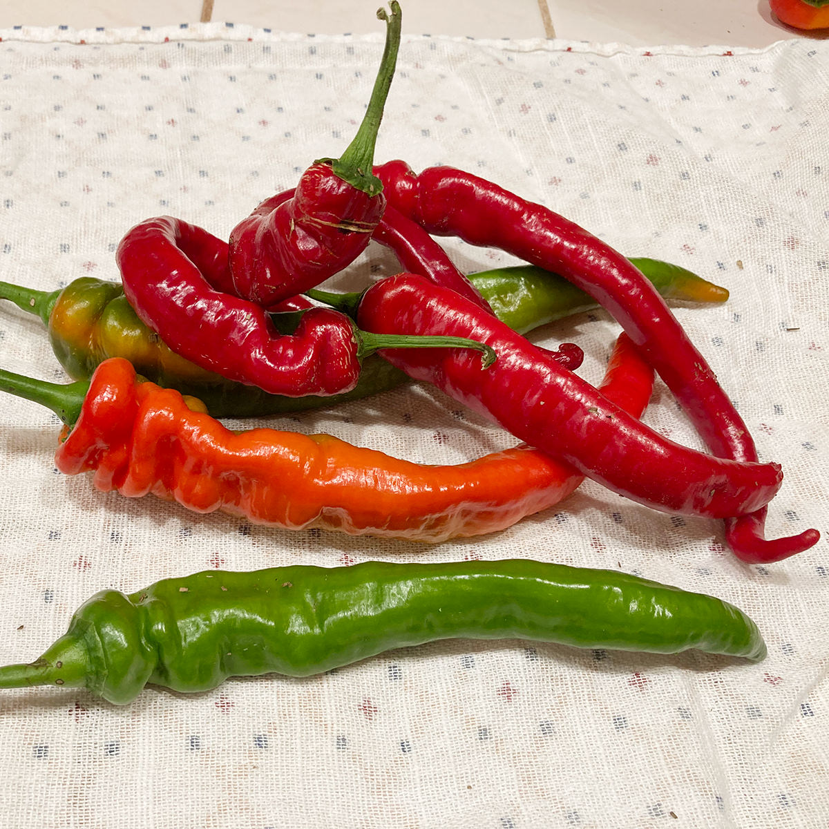 Jimmy Nardello Sweet (Non Bell) Type Pepper Seeds