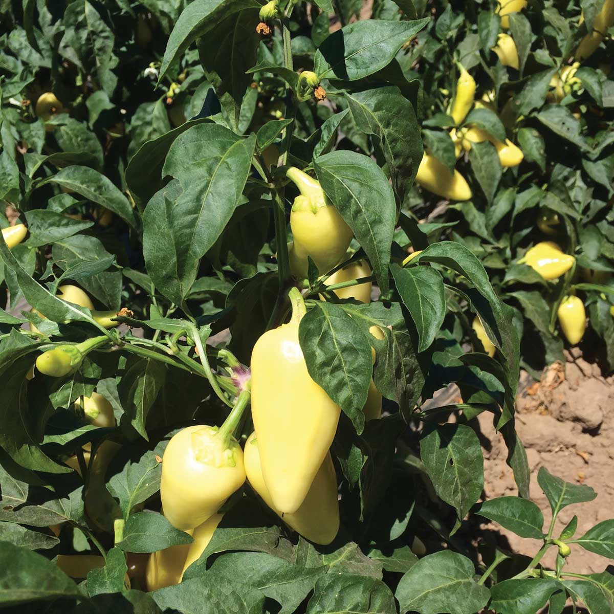 El Gringo F1 Hybrid Pepper Seeds