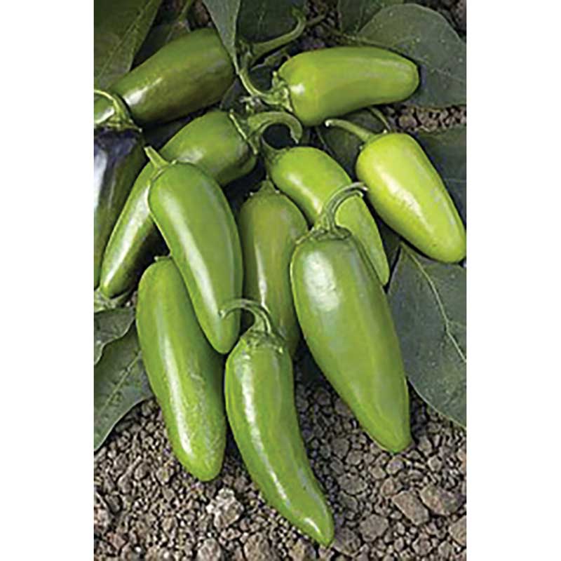 Tam Jalapeño Pepper Seeds