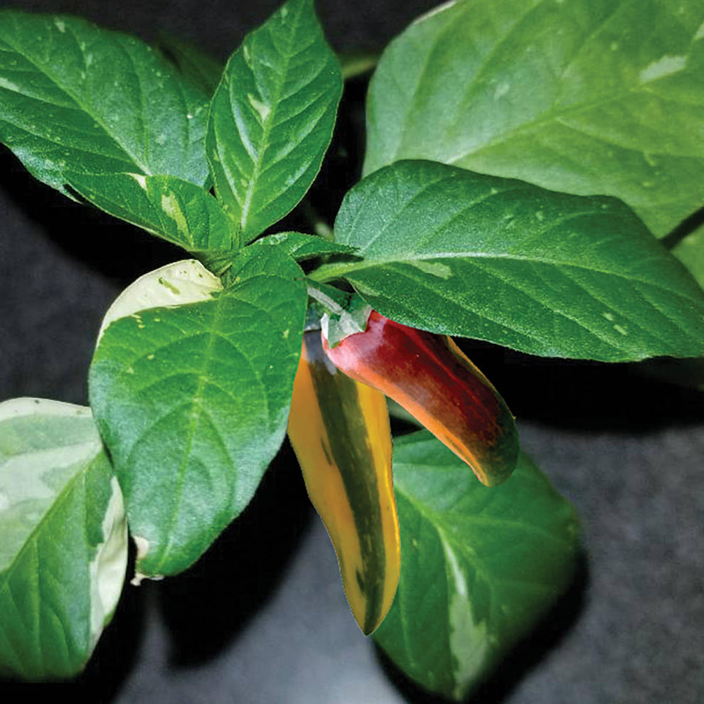 Fish Pepper Seeds – NE SEED