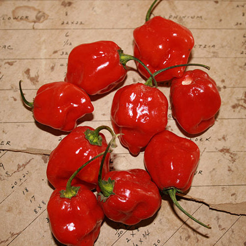 Habanero Red Pepper Seeds