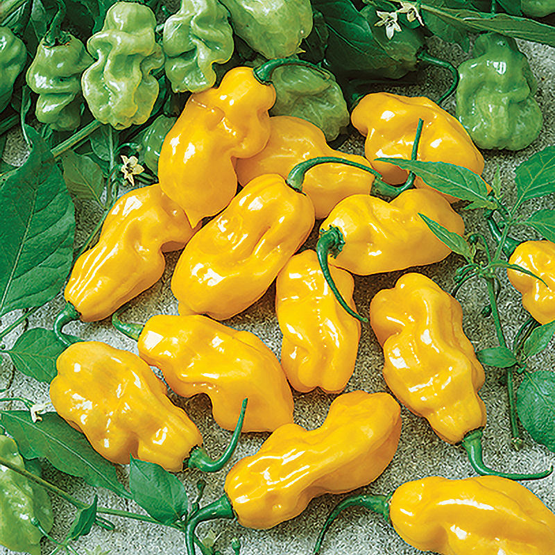 Sweet Yellow Habanero Sweet (Non Bell) Type Pepper Seeds