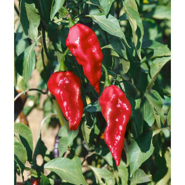 pepper ghost bhut  jolokia