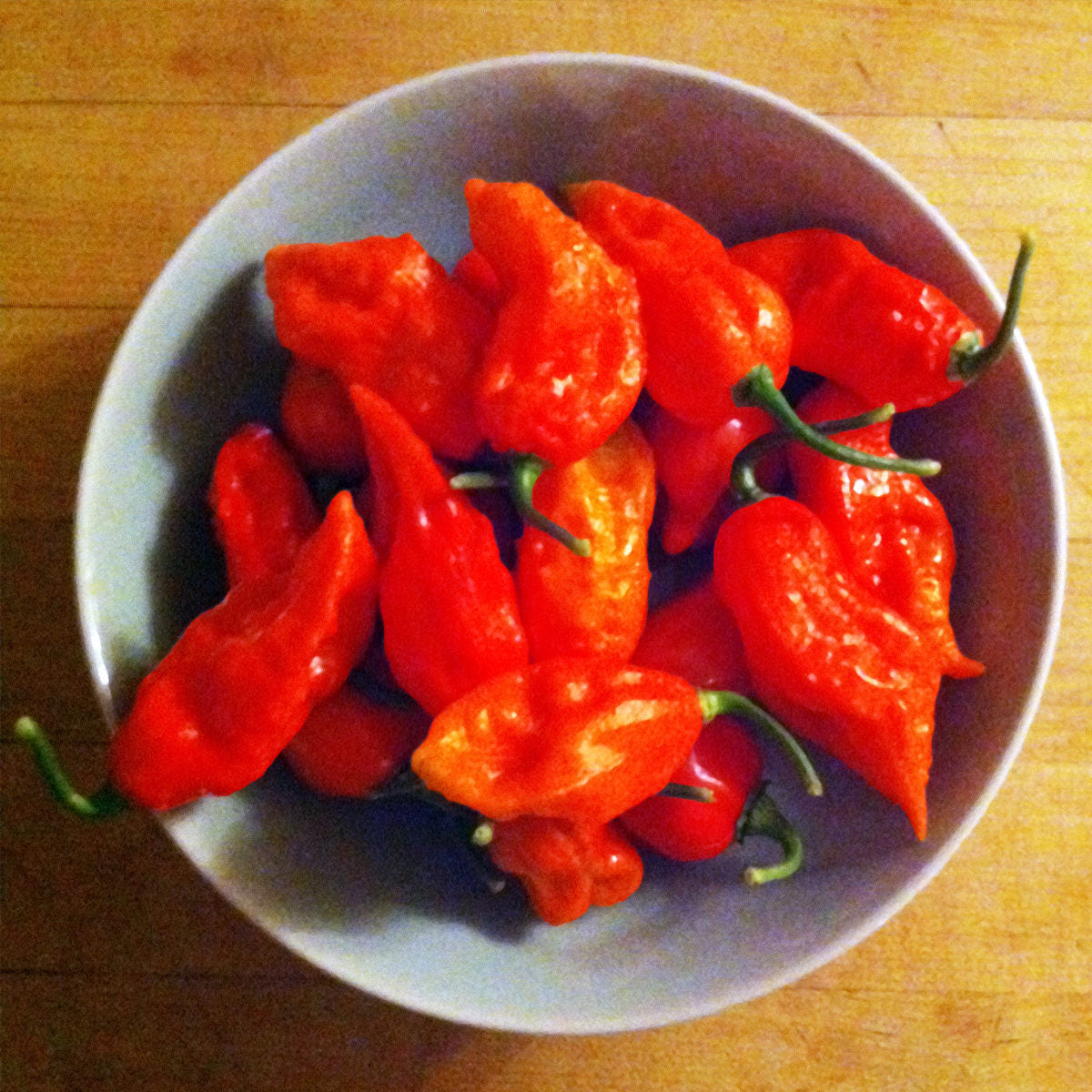 pepper ghost bhut  jolokia