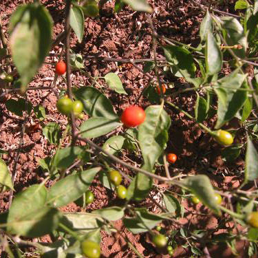 Chiltepin Pepper Seeds
