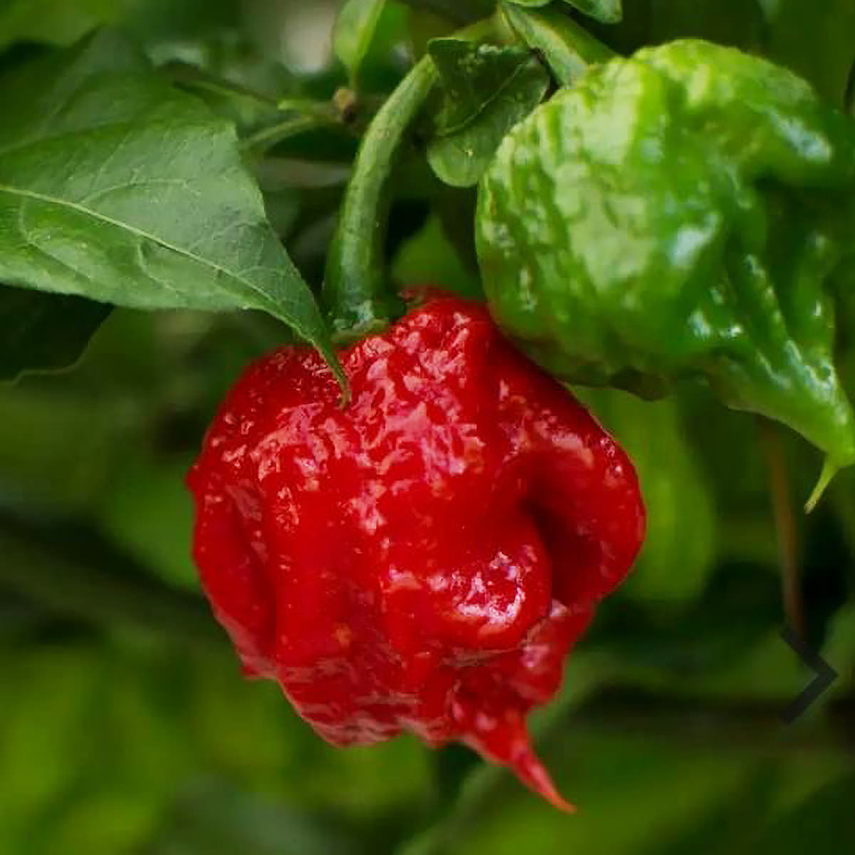 Carolina Reaper F1 Hybrid Pepper Seeds