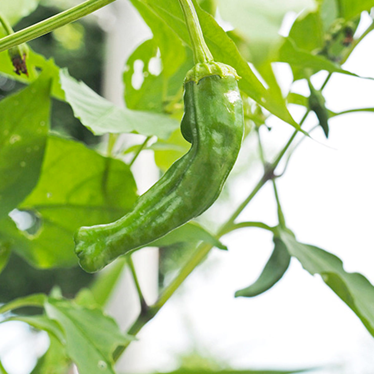 Shishito Pepper Seeds