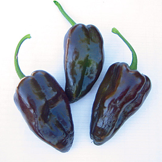 Mulato Isleño Pepper Seeds