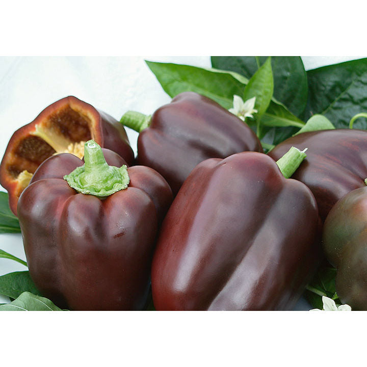 Chocolate Beauty Sweet (Bell) Type Pepper Seeds