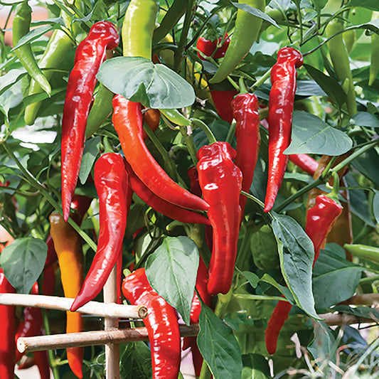 Cow Horn Pepper Seeds