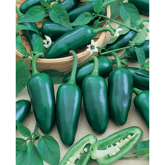 Jalapeño Pepper Seeds