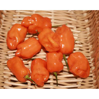 Habanero Orange Pepper Seeds