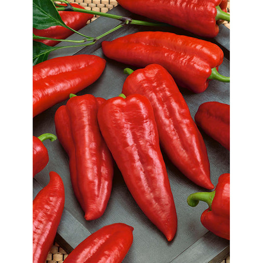 Marconi Red Sweet (Non Bell) Type Pepper Seeds