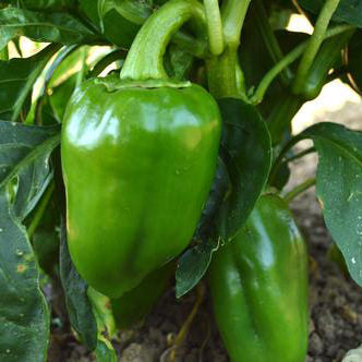 Pimento Sweet (Non Bell) Type Pepper Seeds