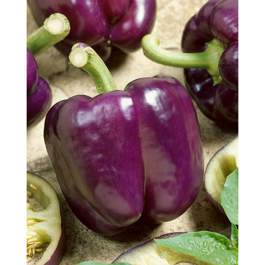 Purple Beauty Sweet (Bell) Type Pepper Seeds