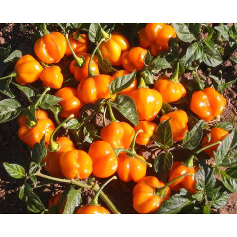 Scotch Bonnet Orange Pepper Seeds