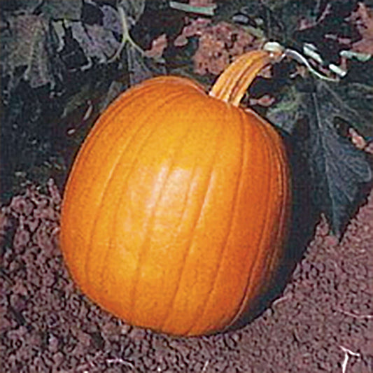 Autumn Gold F1 Hybrid Pumpkin Seeds