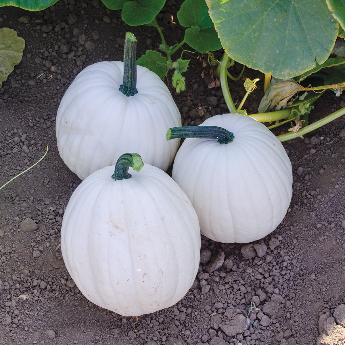 Yeti F1 Hybrid Pumpkin Seeds