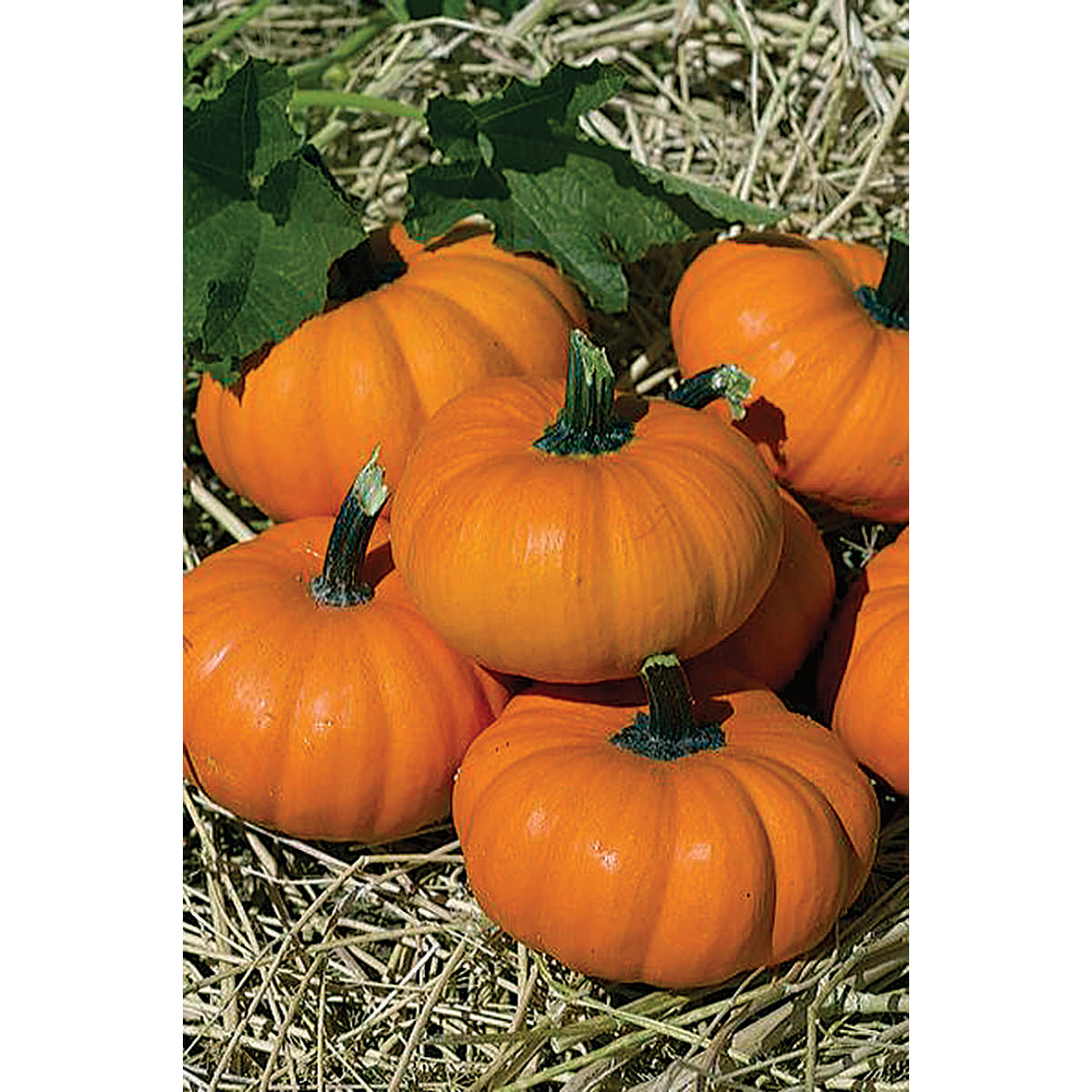 Bumpkin PMT F1 Hybrid Pumpkin Seeds