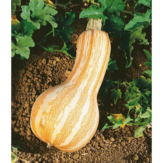 Cushaw Orange Striped Pumpkin Seeds