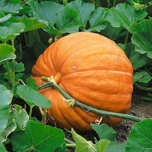 Dill's Atlantic Giant Pumpkin Seeds